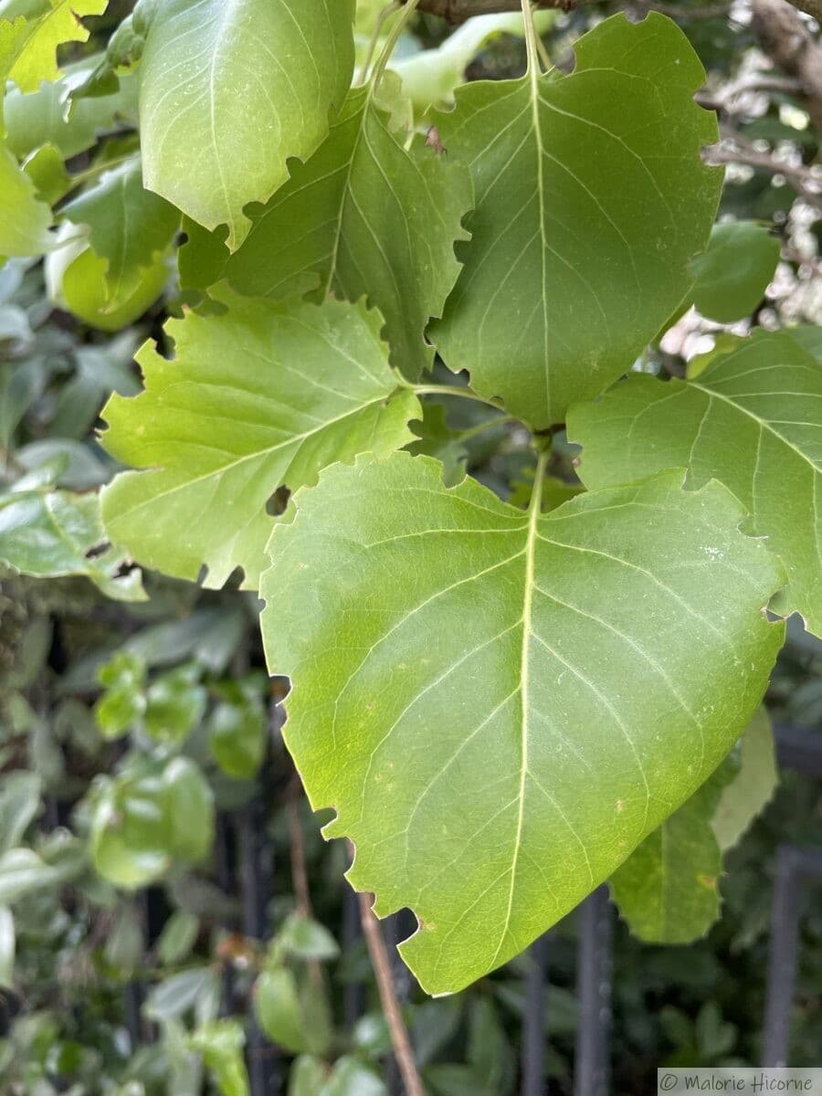 découvrez les causes du brunissement des feuilles de vos plantes et apprenez comment y remédier pour préserver leur santé et leur beauté. conseils pratiques et solutions pour un jardin épanoui.